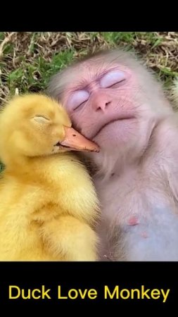 Duck My friend Monkey cute #short