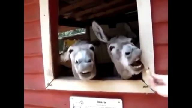 Приколы проживотных