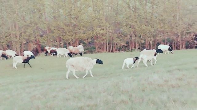 Вышли на пастбище!! дорпера!!! смотреть онлайн