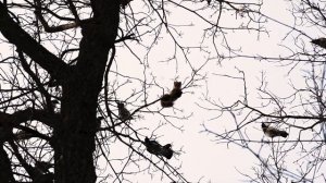 Лесной дьявол в Кунеевском лесу Тольятти