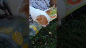 Как научить собаку не бояться гулять на улице