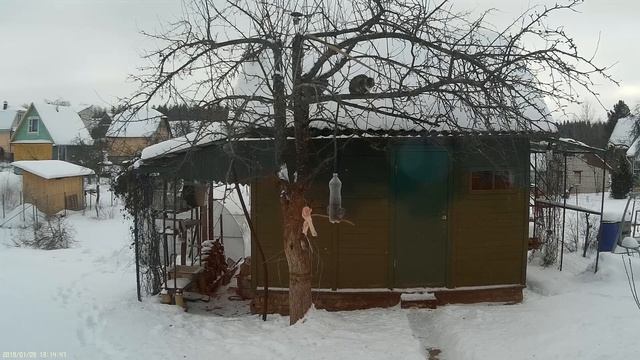 Это что за птица - кот или обезъяна? What is this bird? A cat or a monkey? смотреть онлайн