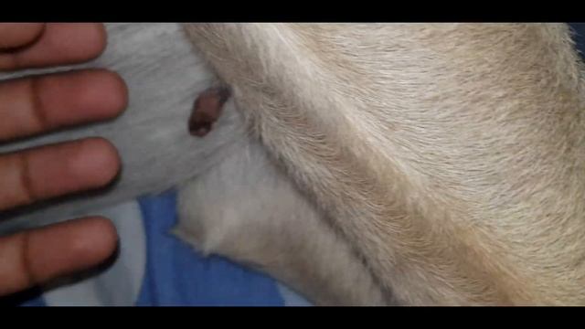 Might Be the Biggest Mole on a Dog in the world | смотреть онлайн