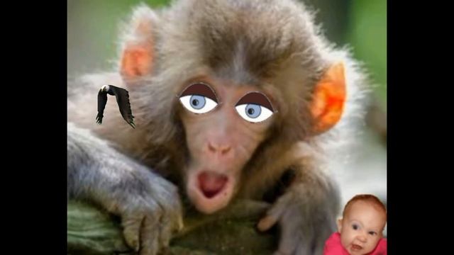 Monkey call tone || Cute SMS tone || notification ringtone || love message ringtone || SMS Ringtone