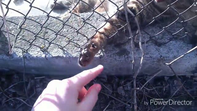 Кошачий рай!Новый друг!Новый кот во дворе!Увидели Рысю. смотреть онлайн