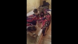 Кошка напала на котёнка. Ему удалось вырваться из её лап. Приколы. Cats
