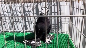 Узбекские голуби Владимира Степанова г. Воронеж