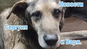 Новости. Сергуня и Варя.