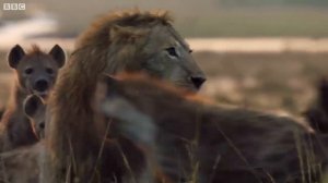 Гиены нападают на льва