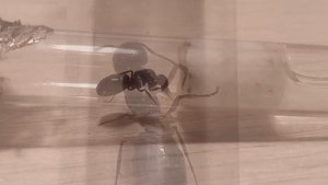 Муравьи Camponotus herculeanus | Содержание дома | Обзор колонии