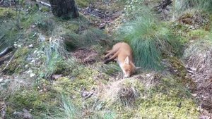 Встреча с бешеной лисой Часть 2