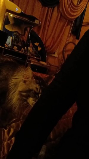 Вечер кота Семёна