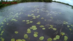 промахи одной щуки