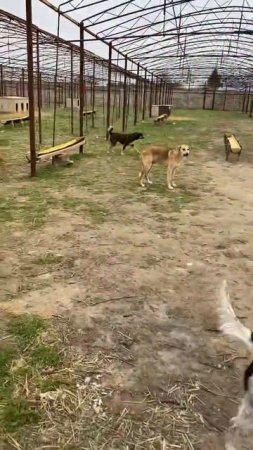 Dog house Baku