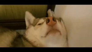 Ах янтарные глазки клип #1