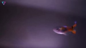 ▽ Самые странные и необычные рыбы в мире