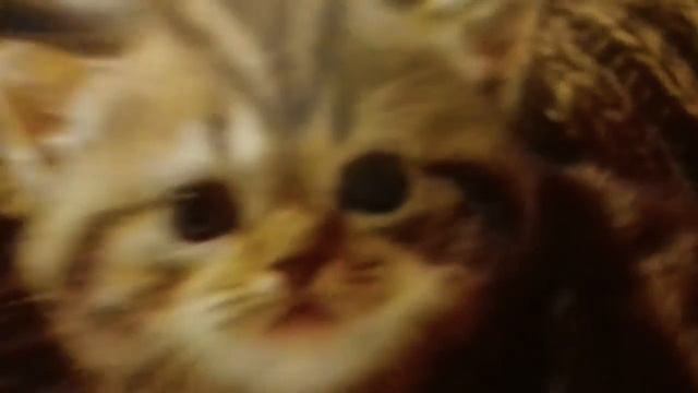 Милые котята а я жаба! смотреть онлайн