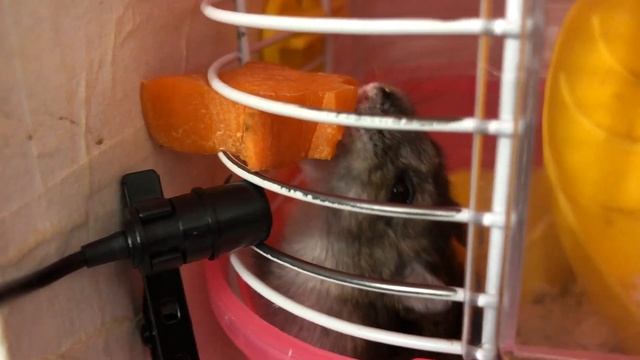 Hamster eat carrot Mukbang 🐹 HamaMaze смотреть онлайн