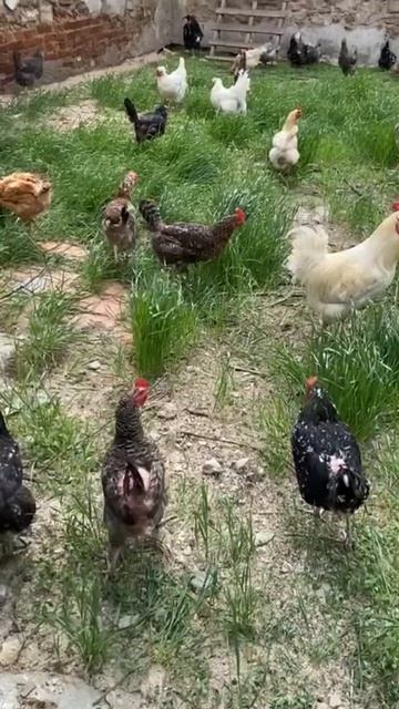 Несушки обожают свободу  🐔🐥 #farmer #farmer #куры #курица #ферма #фермер #chicken #animals #shorts