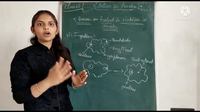 nutrition in amoeba class 10 chapter 6 biology🦠🦠 смотреть онлайн