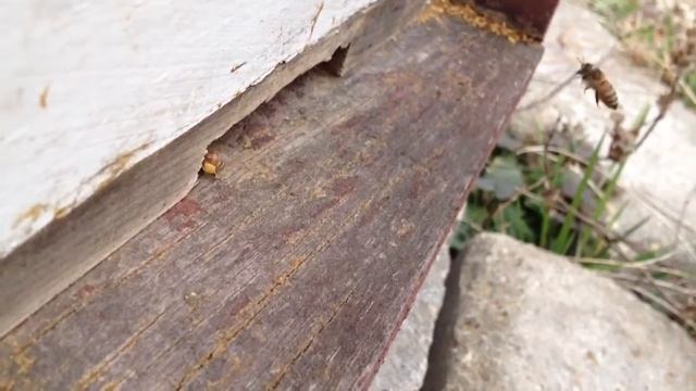 Bees bringing in pollen смотреть онлайн