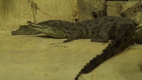 Crocodiles