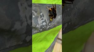 Борьба хищников. Шершень убивает осу. Hornet #wasp #battle #