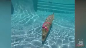 Capybara Funny Moments