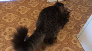 Вязка кошки при течке