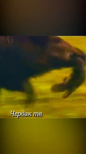 A boar chasing a wolf. смотреть онлайн