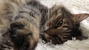 Шикарный сибиряк нежится в кровати