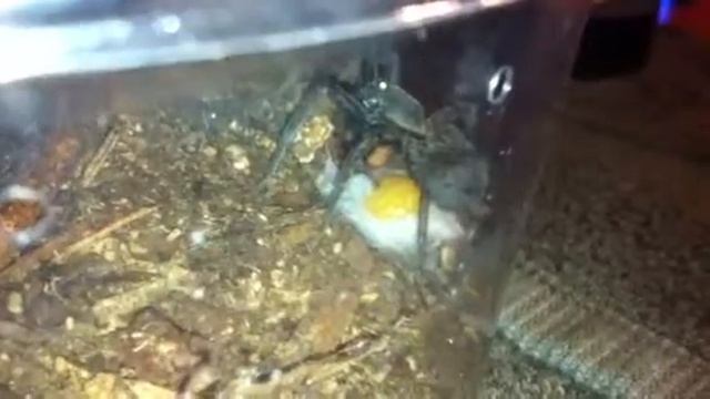 Spider laying sac Part 2 смотреть онлайн