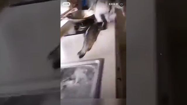 реакция кошек