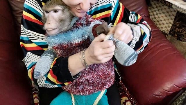 (обезьяна одевается.) Семён собирается на зимнюю прогулку.#petmonkey #обезьяна #monkey смотреть онлайн