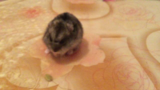 Хомячок сидит на кортах и лязгает семки! смотреть онлайн