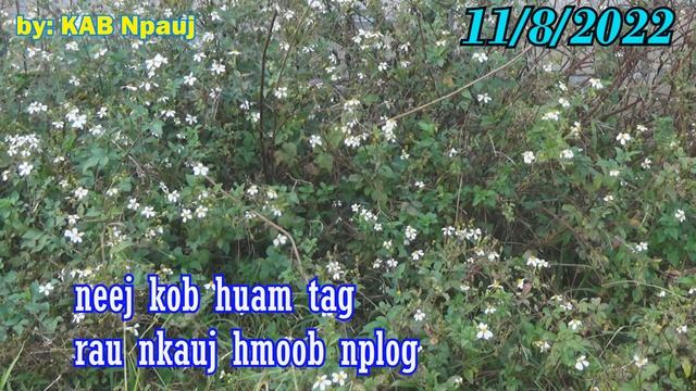 neej kob huam tag rau nkauj hmoob nplog 11/8/2022 смотреть онлайн