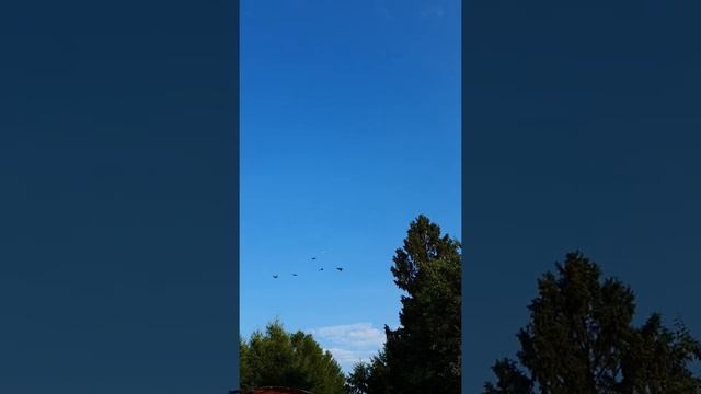 таджикские голуби смотреть онлайн