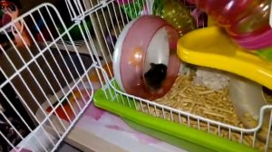 Хомики играют