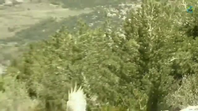 Bearded vulture | The bone cracker | Tamil | Facts | The bird break and eat the bones | BioWorld