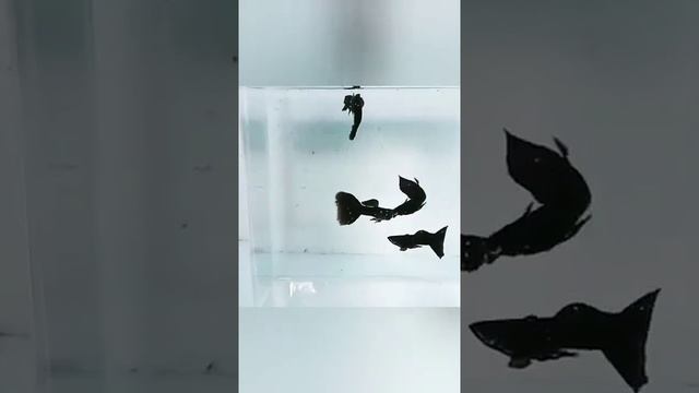 супер селекционные Гуппи аквариумные рыбки 360p1714 смотреть онлайн