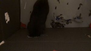 Как крыса выбирается из ловушки