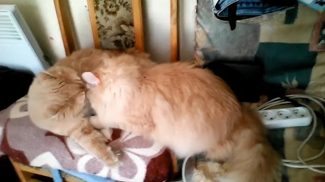 Мои два котика любят друг друга 🐈🐾 смотреть онлайн