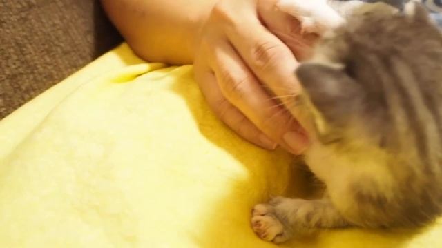 へそ天ポーズの子猫がママのお膝で暴れ回る【赤ちゃん猫　保護猫】