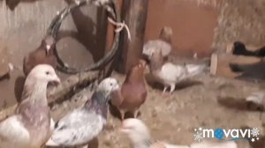 Голуби Дербента