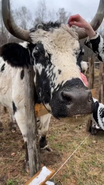 Бычок в салоне красоты. #animal #животные #cow #коровы #бык #bull смотреть онлайн