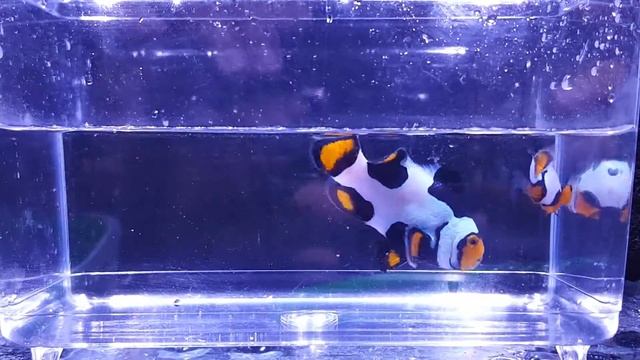 JCA Badass & Onyx Picasso смотреть онлайн