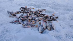 зима 2025, расдача окуня в маленьком водоеме