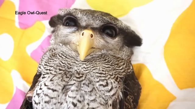 Eagle Owl (Choco) Lying Down On Bed! フクロウ ワシミミズク сова сыч филин 雕鸮 猫头鹰 올빼미목 Burung Hantu