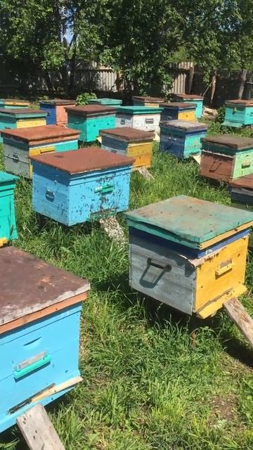 Роение пчел. Семейная Пасека Ярхуниных в Самаре смотреть онлайн