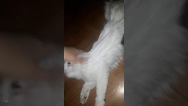 Кошачьи Звуки. первая гулька.